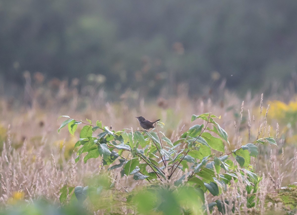 House Wren - Mathias Bitter