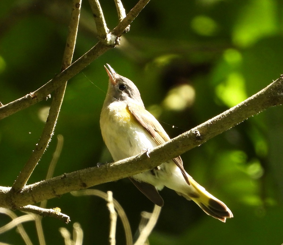 American Redstart - ML624571813