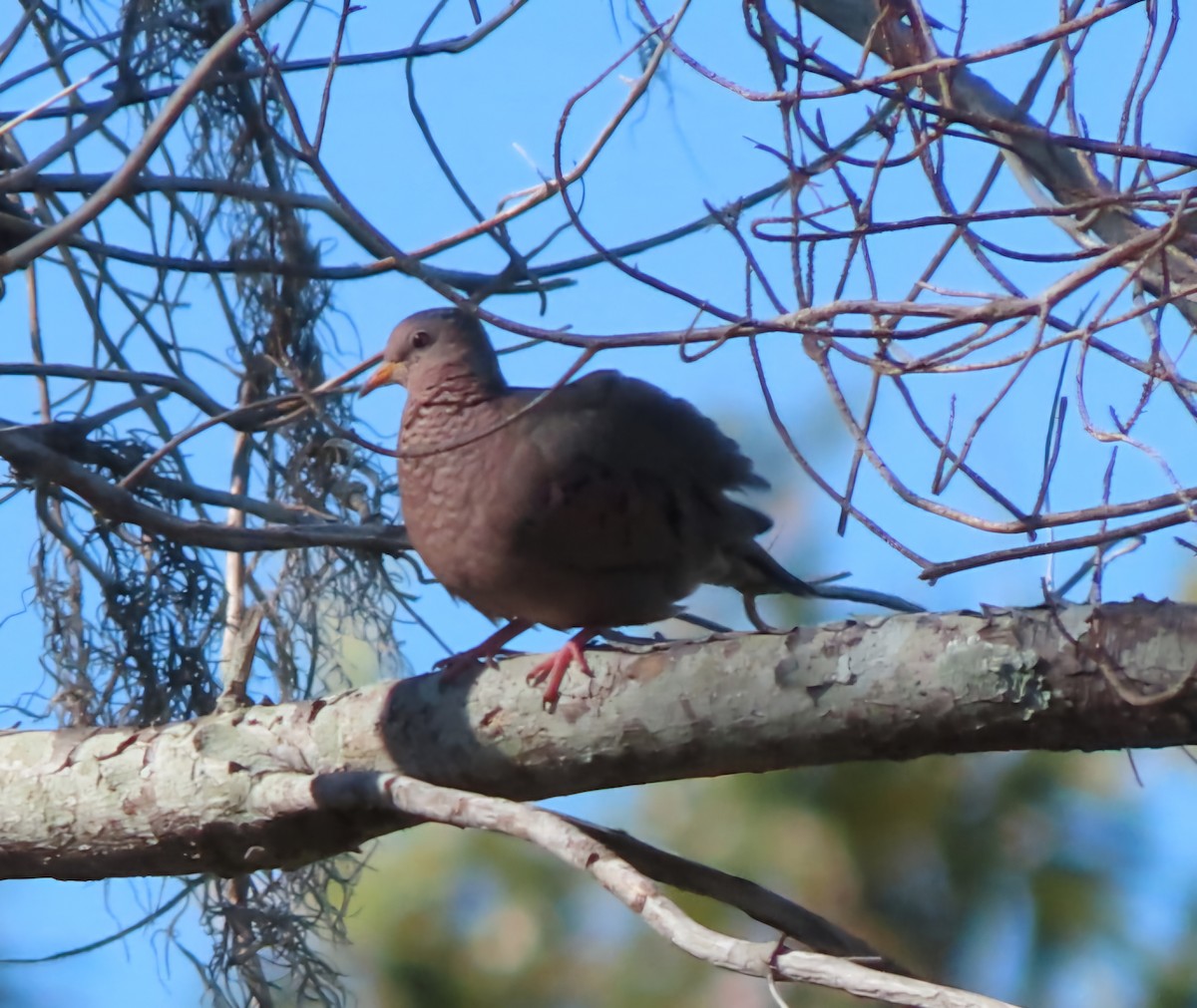 Common Ground Dove - Cathleen Burns