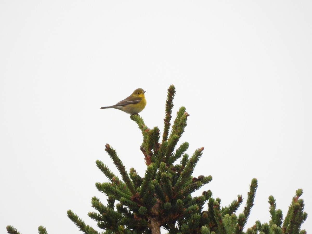 Pine Warbler - Rhonda Langelaan