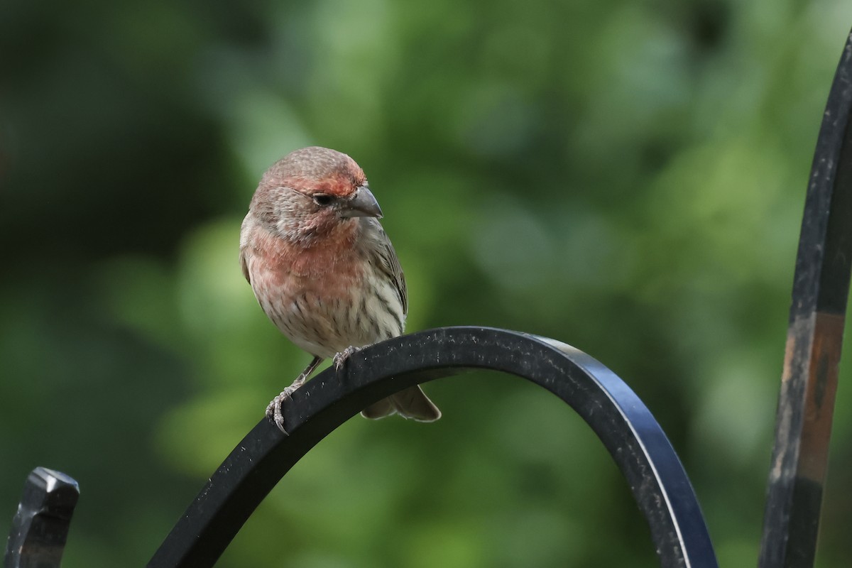 House Finch - ML624571823