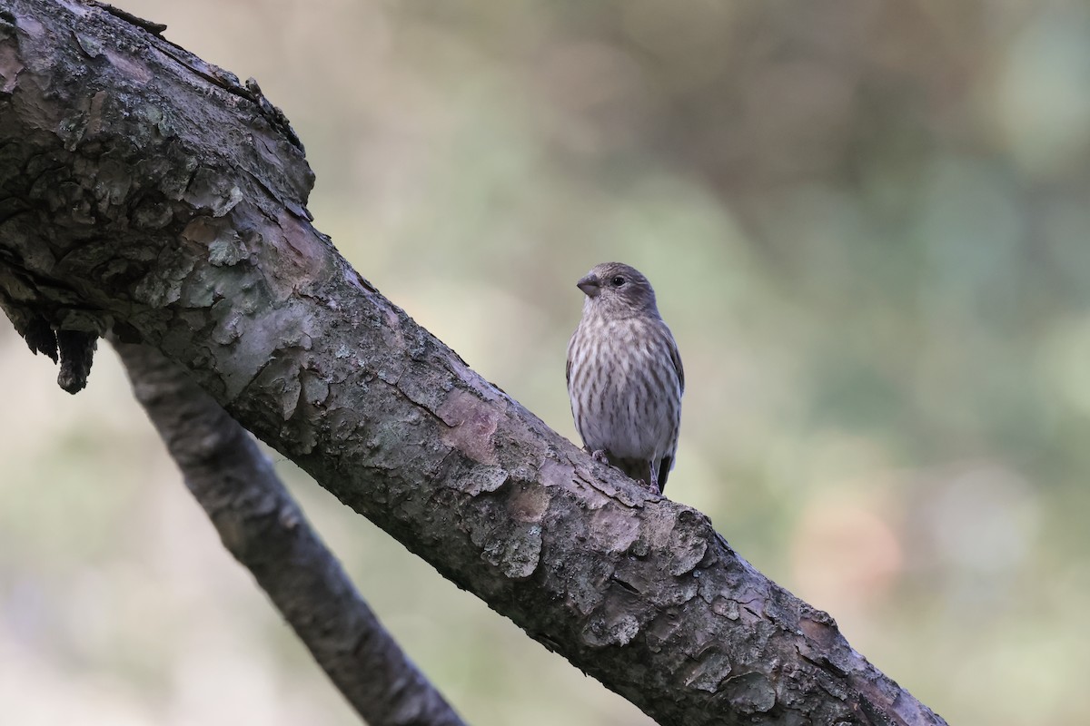 House Finch - ML624571824