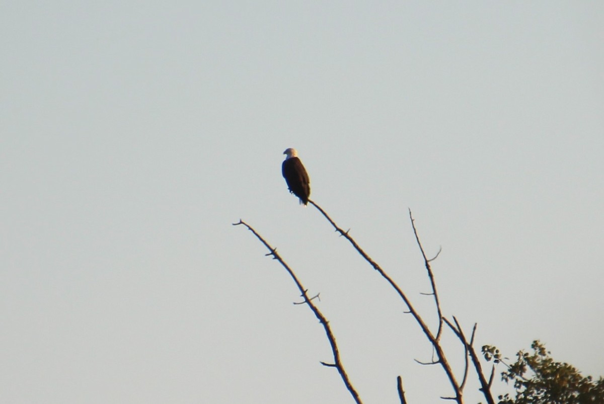 Weißkopf-Seeadler - ML624571827