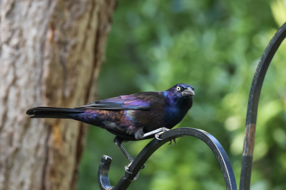 Common Grackle - ML624571828