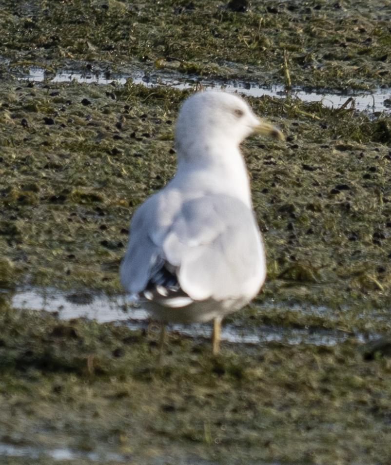 Ring-billed Gull - ML624571831