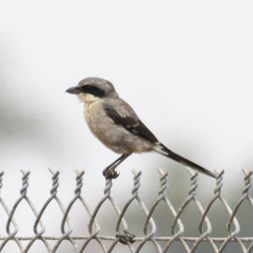 Loggerhead Shrike - ML624571832