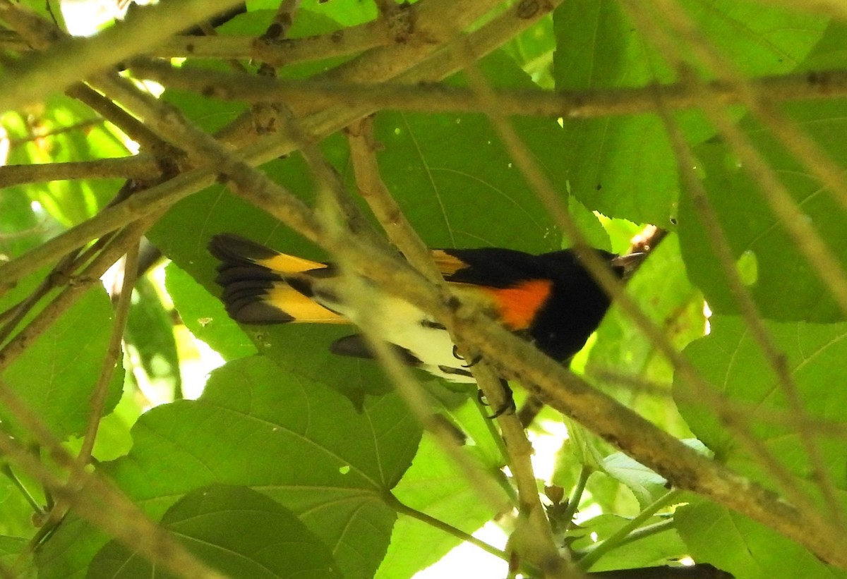 American Redstart - ML624571838