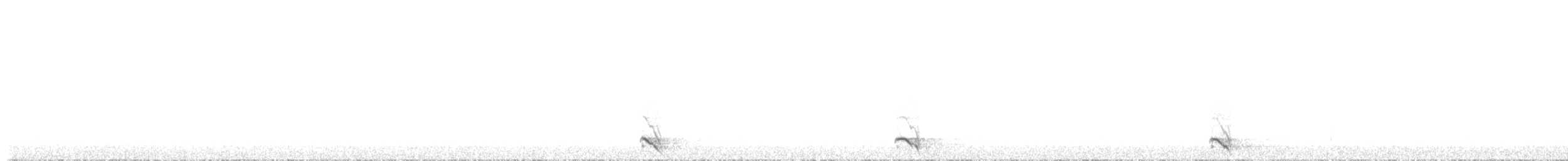 Northern Saw-whet Owl - ML624571849