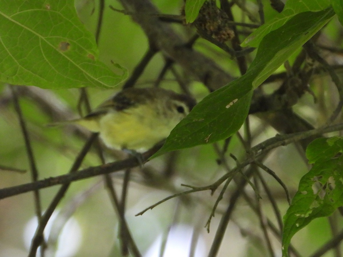 Brown-capped Vireo - ML624571879