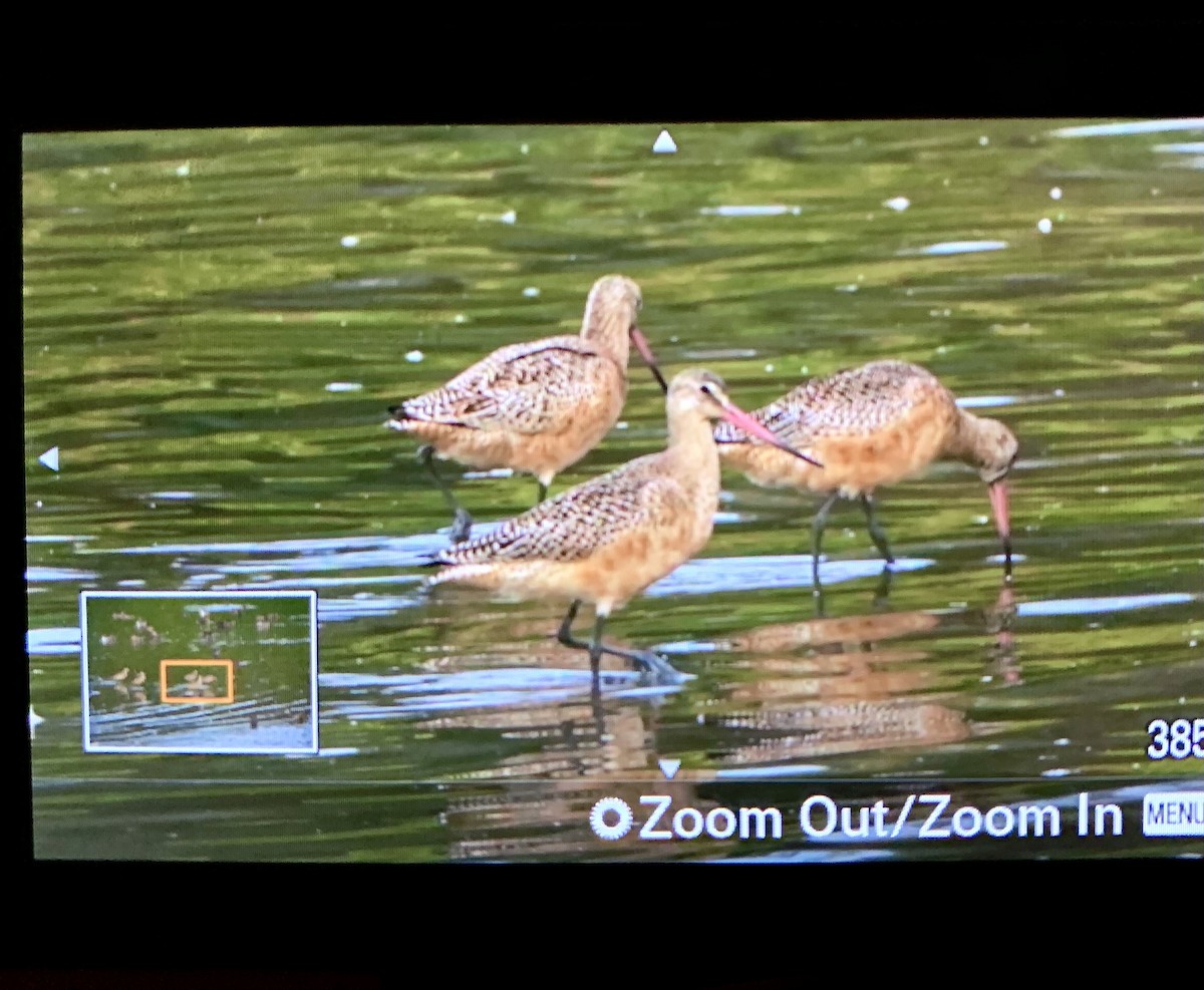 Marbled Godwit - ML624571890