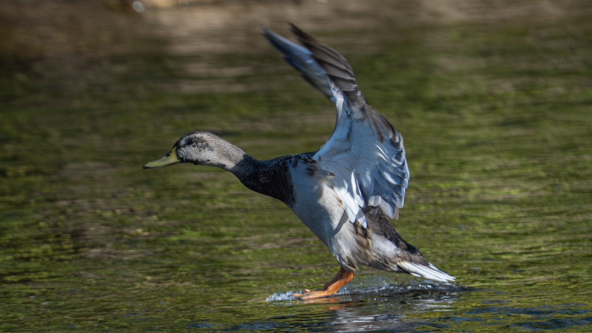 Mallard x American Black Duck (hybrid) - ML624571897