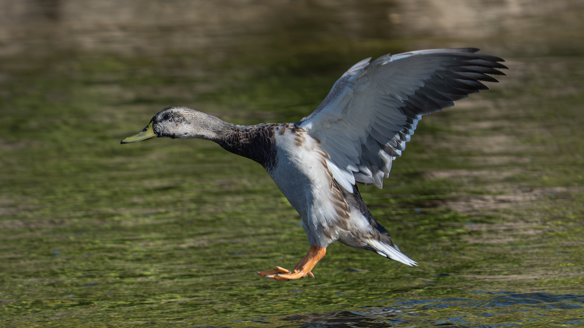 Mallard x American Black Duck (hybrid) - ML624571898