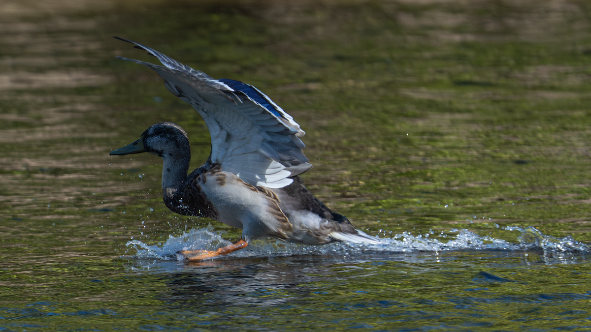 Mallard x American Black Duck (hybrid) - ML624571899