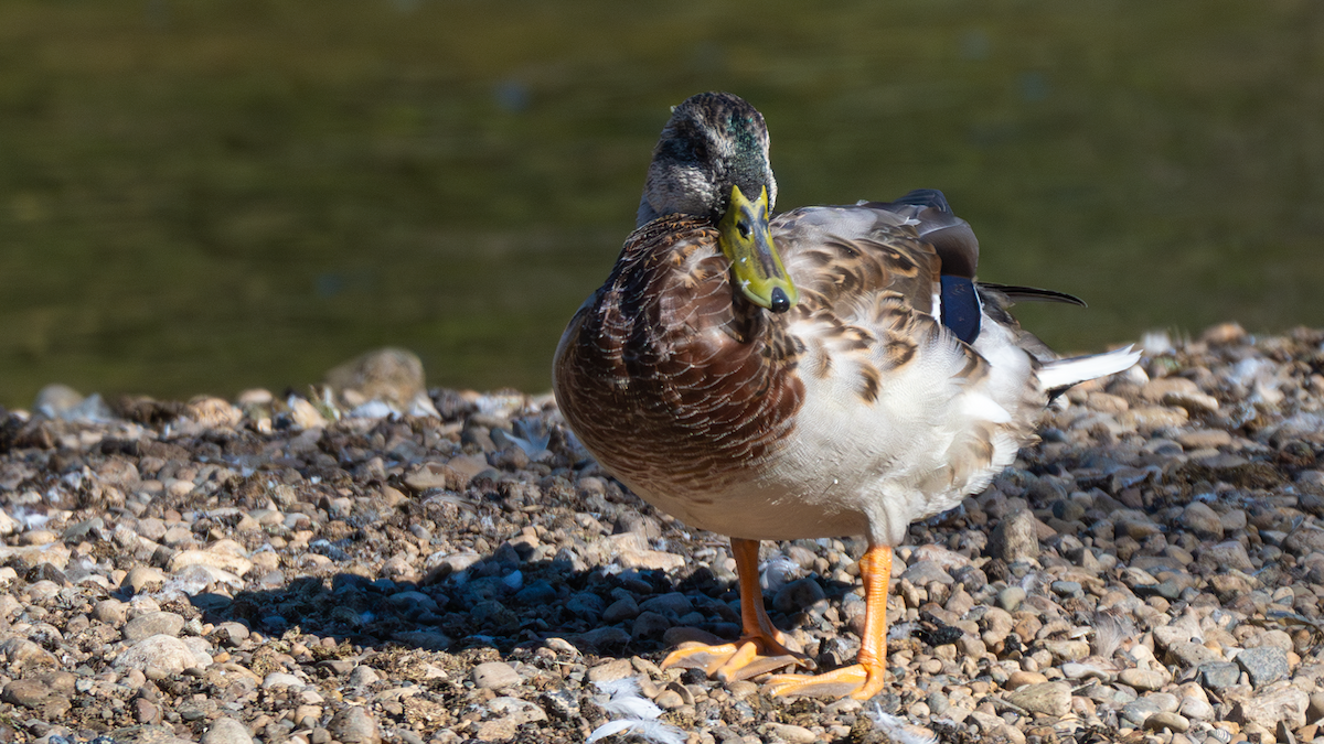 Mallard x American Black Duck (hybrid) - ML624571900