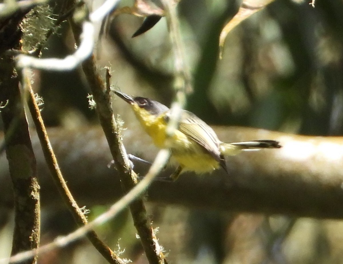 Common Tody-Flycatcher - ML624571902