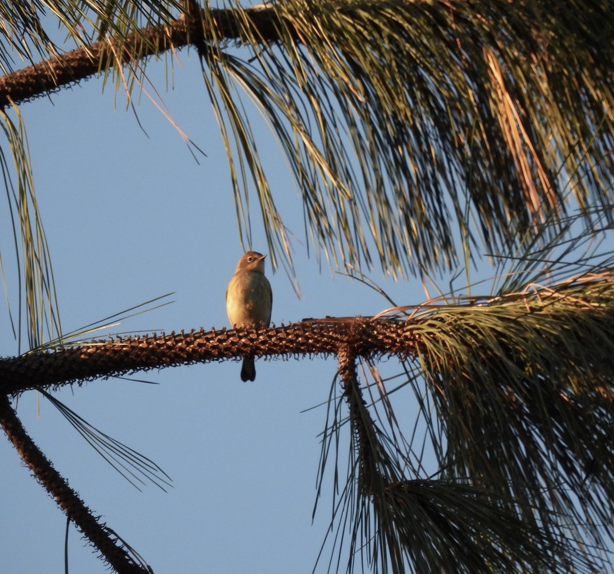 Yellow-rumped Warbler - Vickie Buck