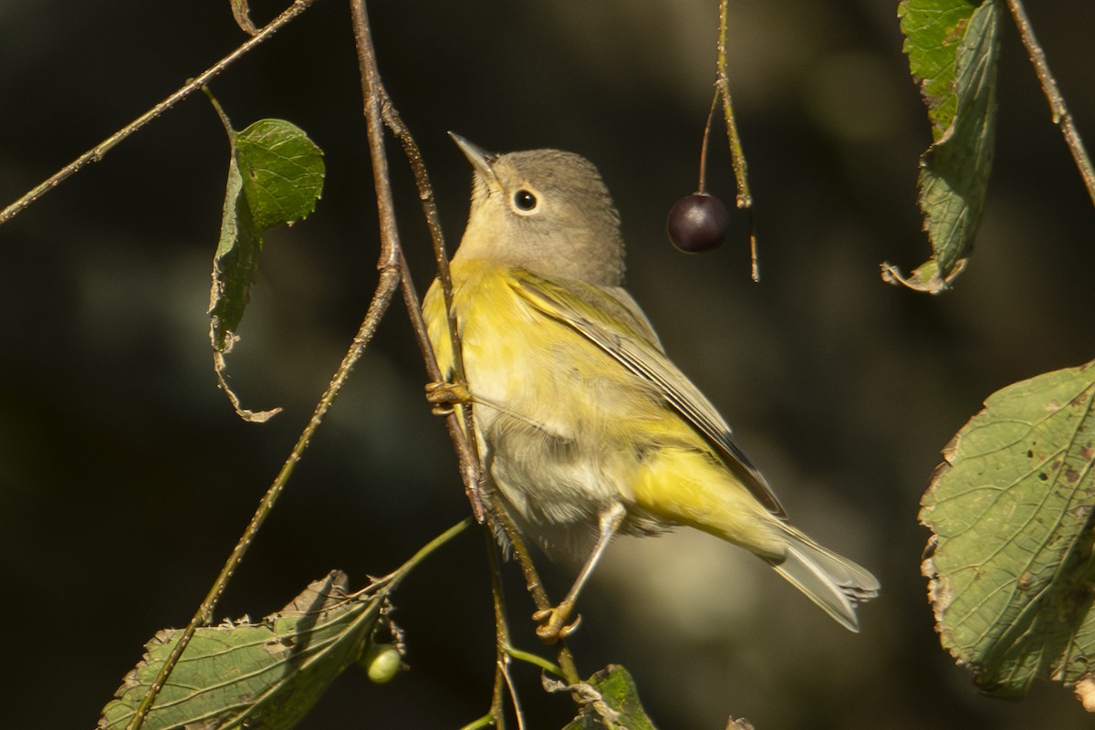 Nashville Warbler - Andy Bowen