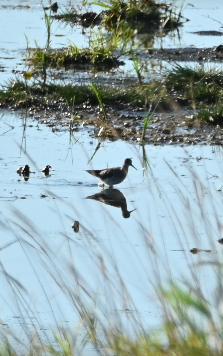 Greater Yellowlegs - Sylvie Rioux