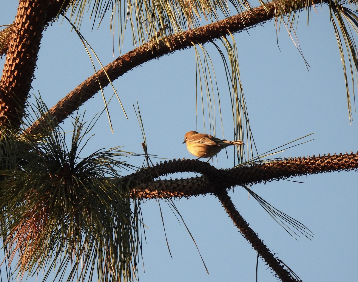 Yellow-rumped Warbler - Vickie Buck