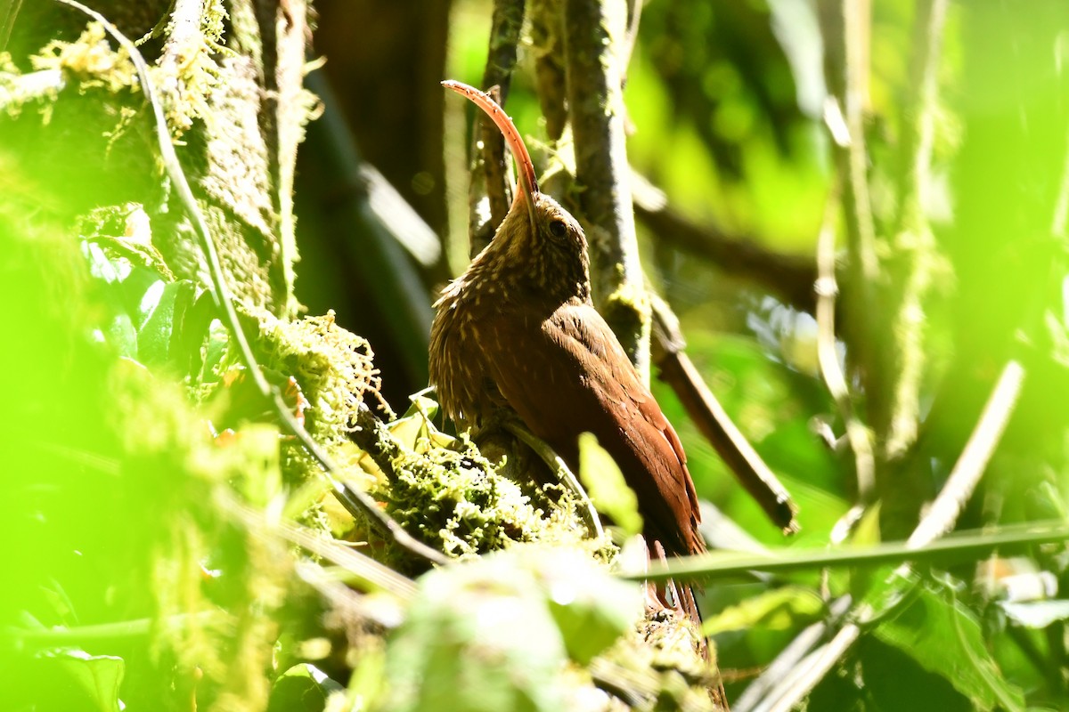 Brown-billed Scythebill - ML624571961