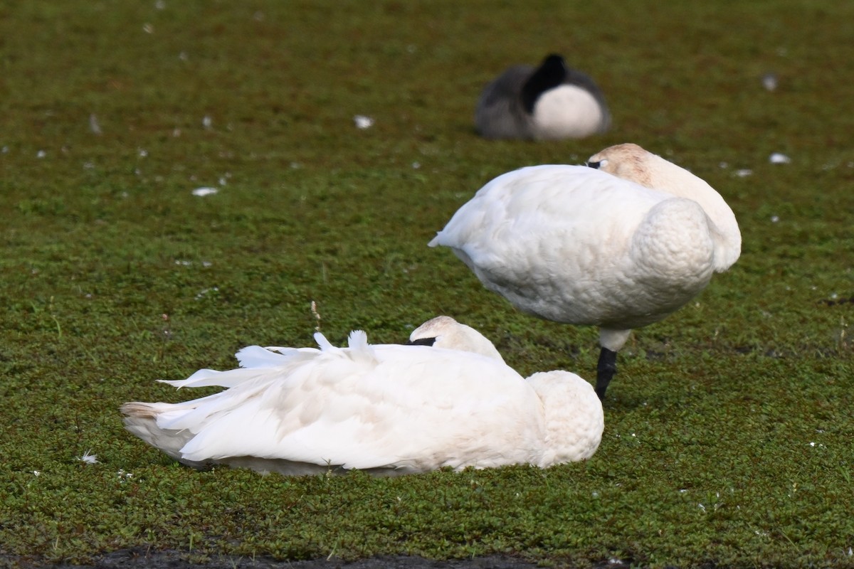 Trumpeter Swan - Donna Carter