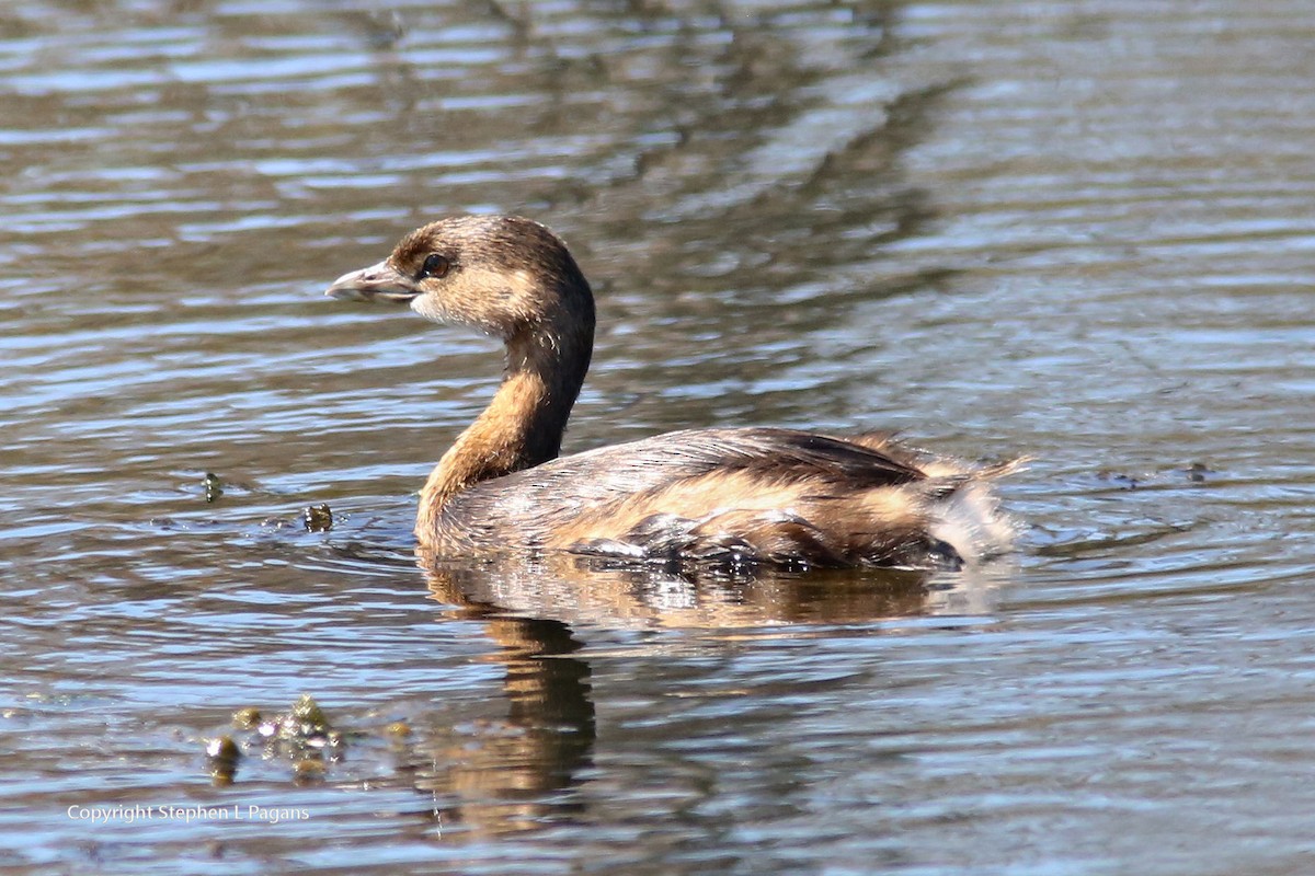 Pied-billed Grebe - ML624571966