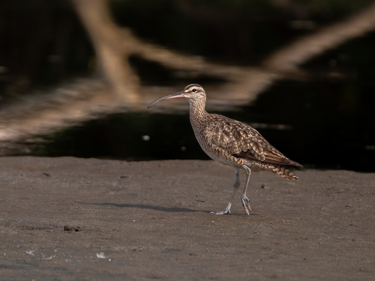 Whimbrel - ML624571971