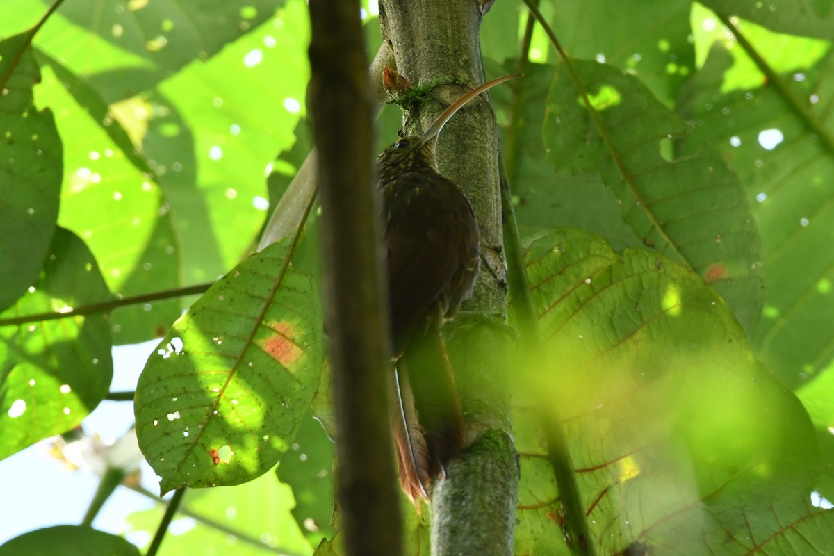 Brown-billed Scythebill - ML624571972