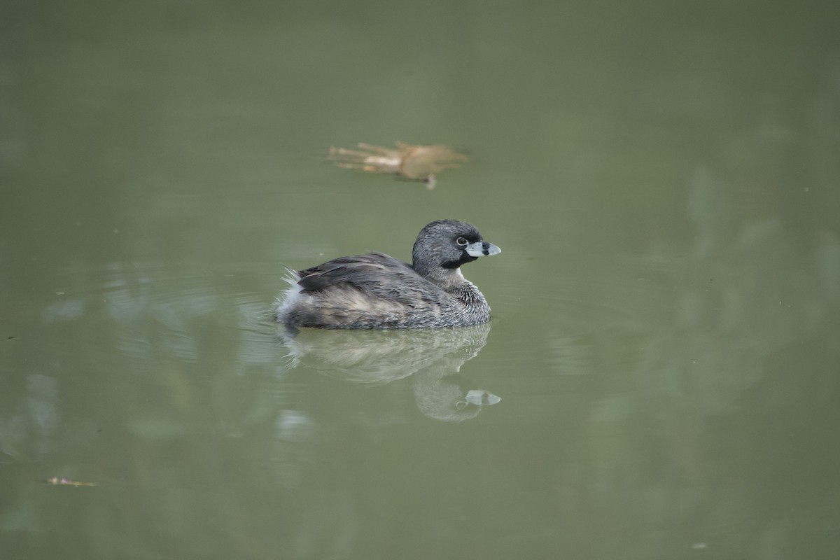 Pied-billed Grebe - ML624571975