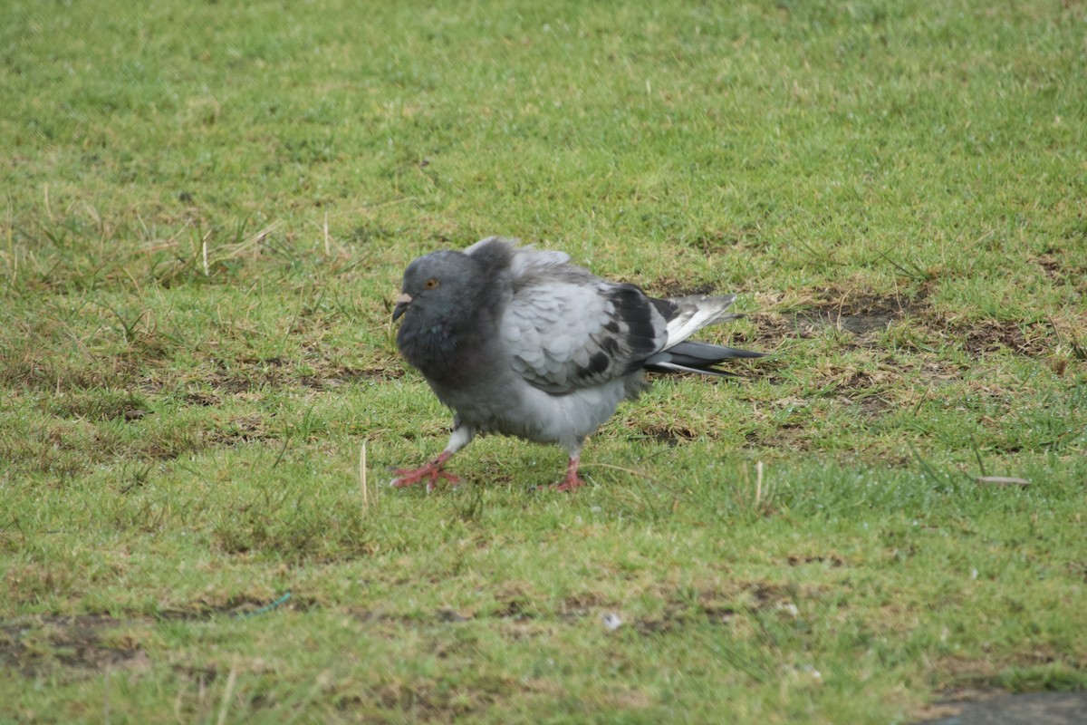 Rock Pigeon (Feral Pigeon) - ML624571997