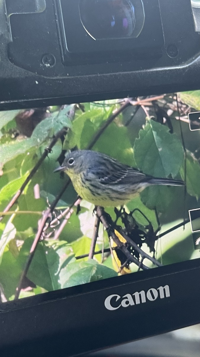 Kirtland's Warbler - ML624572007