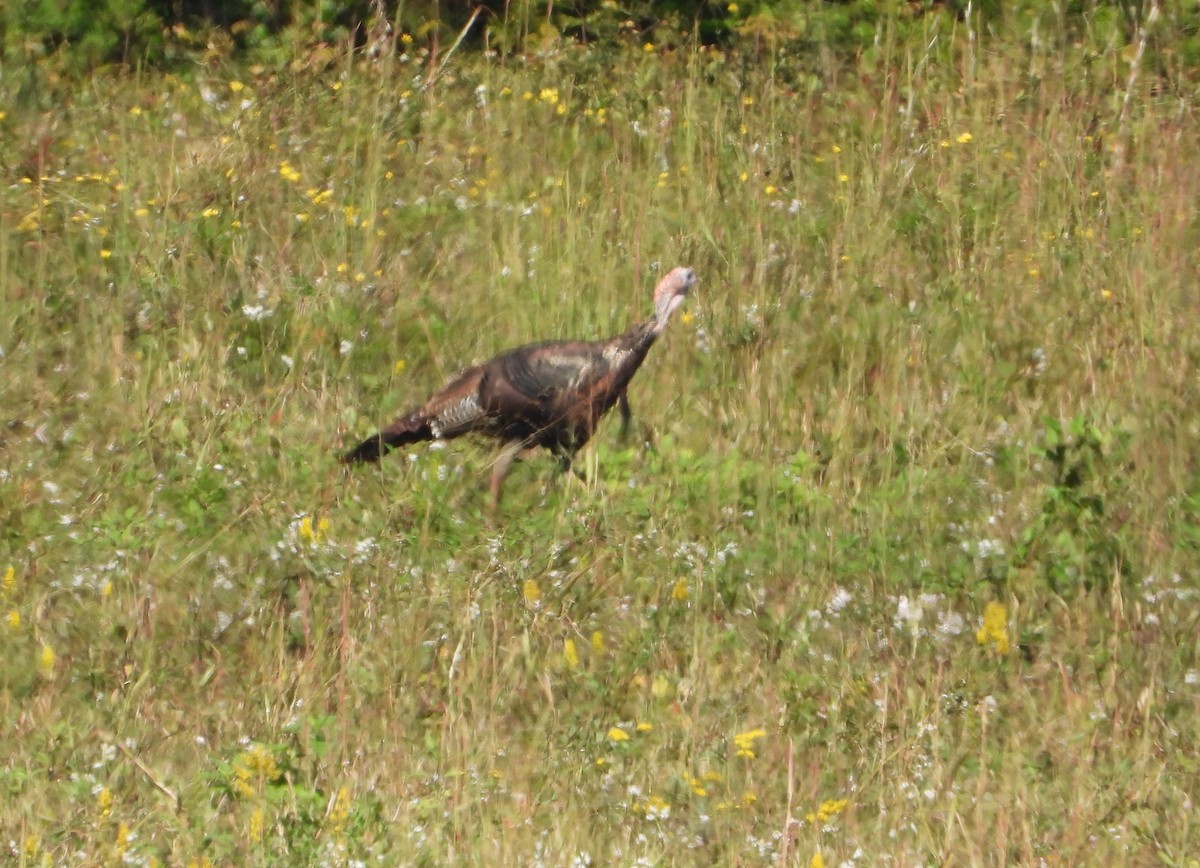 Wild Turkey - ML624572019