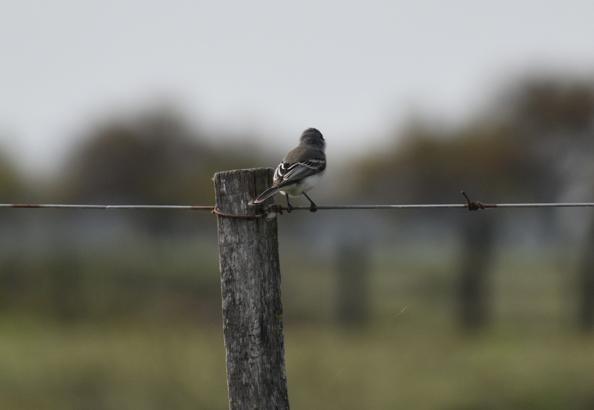 Suiriri Flycatcher - ML624572076