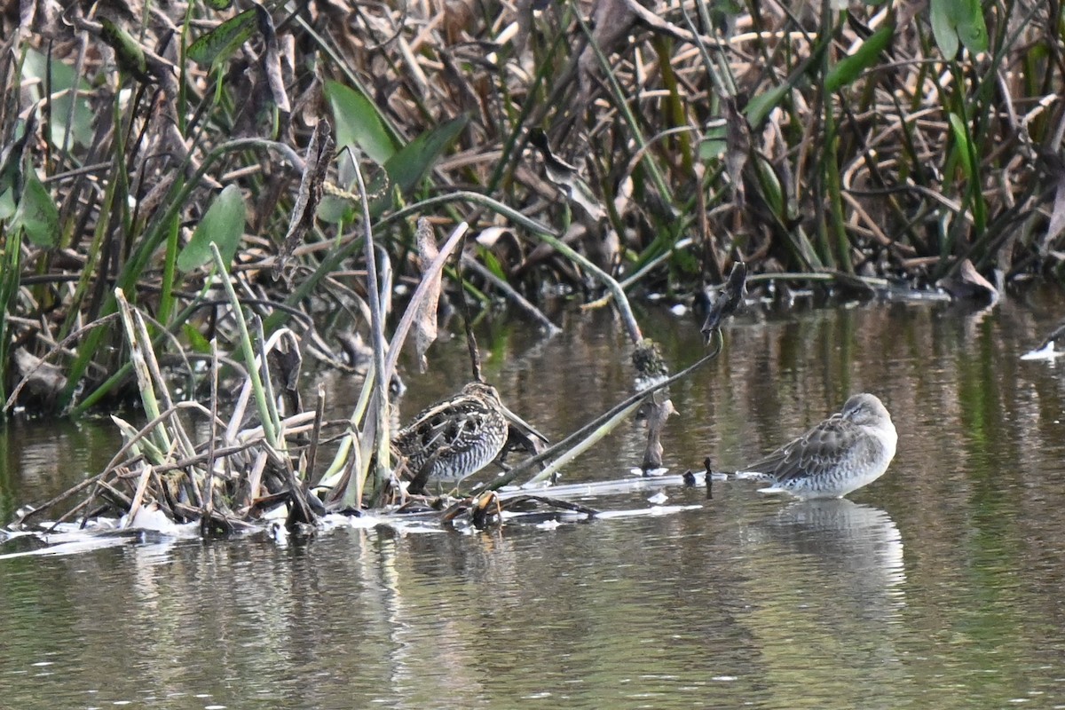 Wilson's Snipe - ML624572077