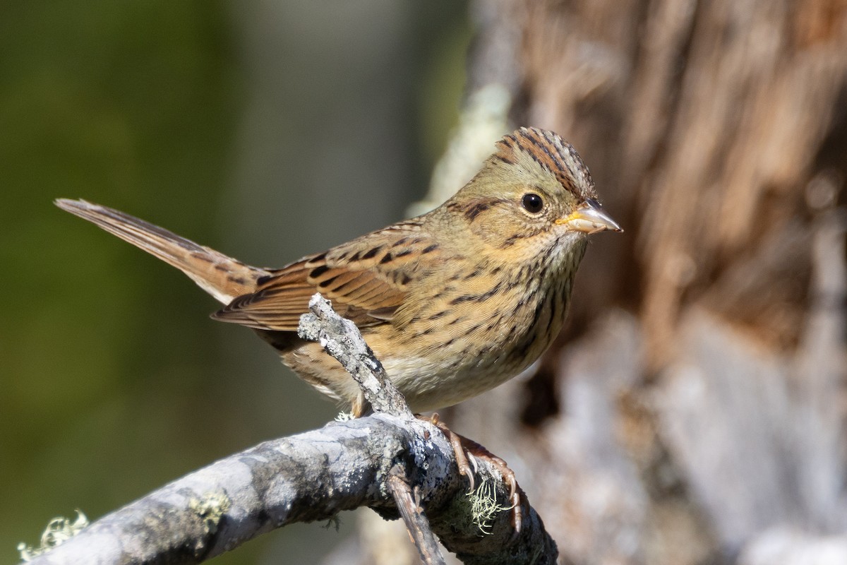 Lincoln's Sparrow - ML624572079