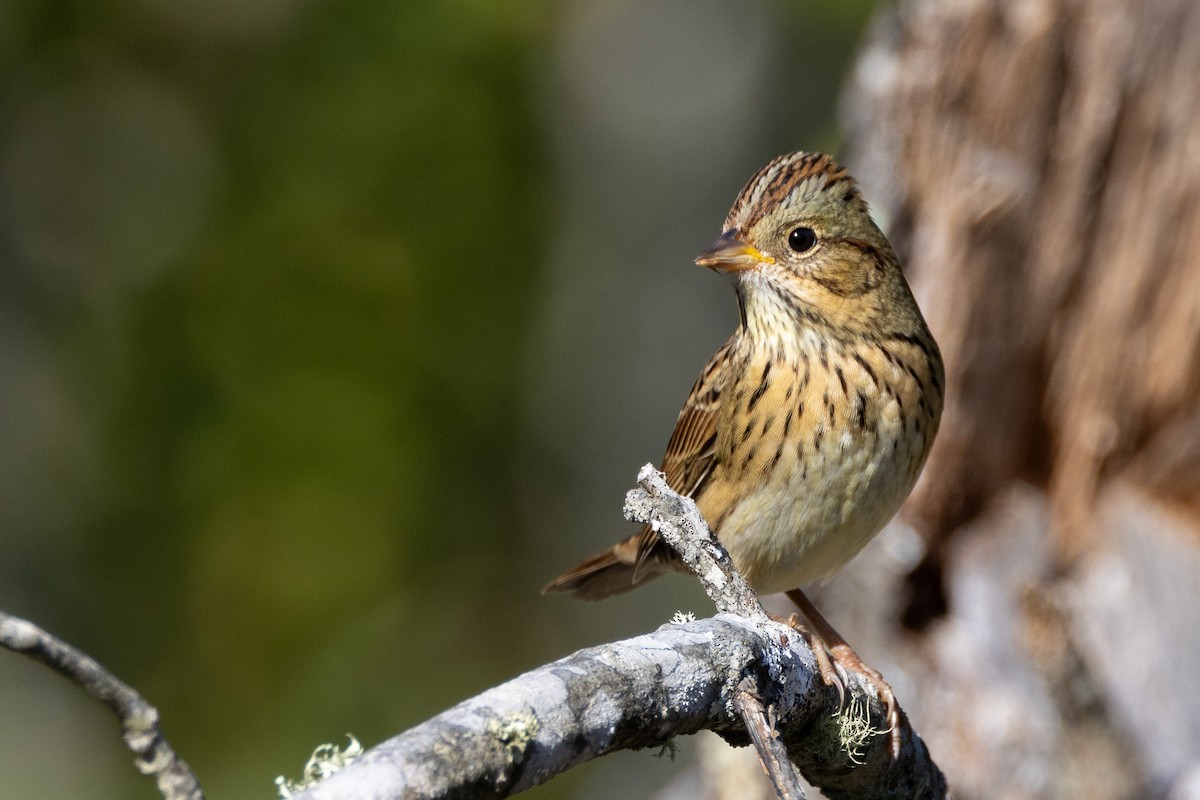 Lincoln's Sparrow - ML624572080