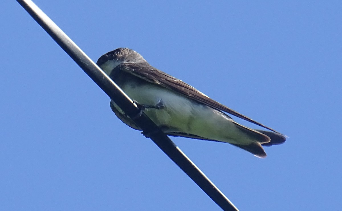 Bank Swallow - Edward Massiah