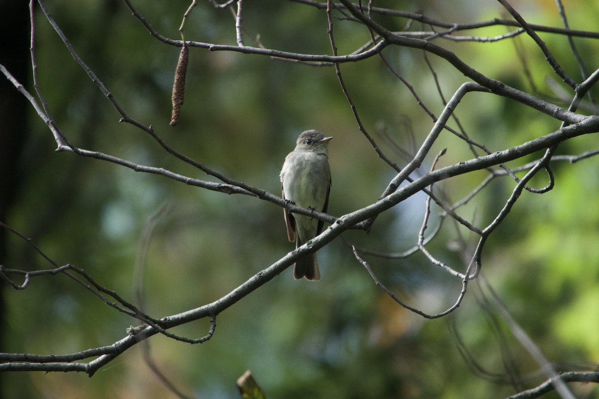 Eastern Wood-Pewee - ML624572082