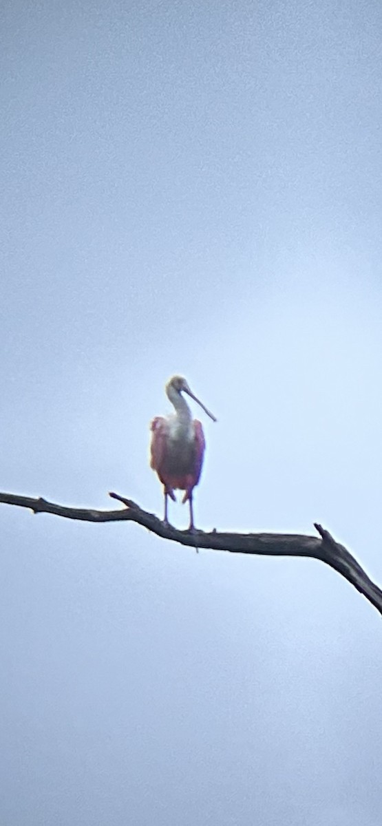 Roseate Spoonbill - ML624572083