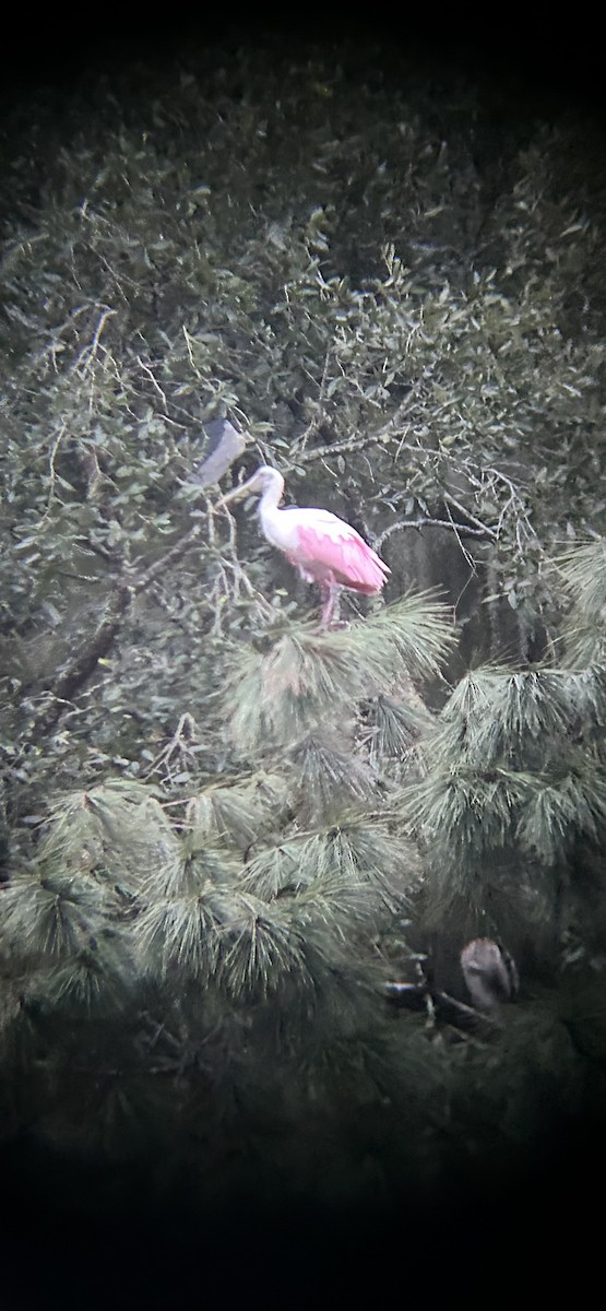 Roseate Spoonbill - ML624572084