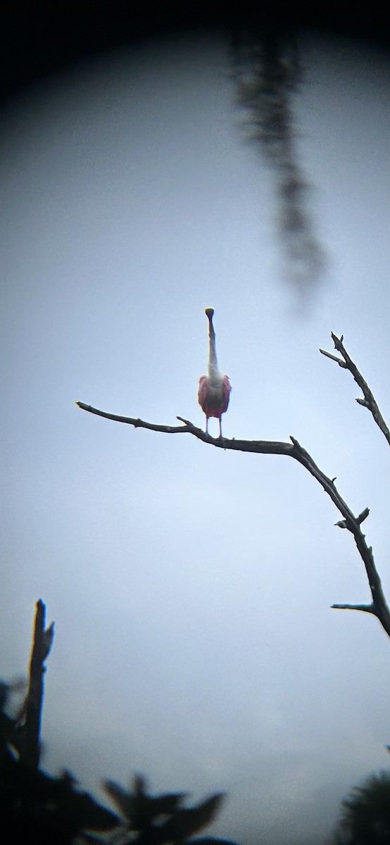 Roseate Spoonbill - ML624572085