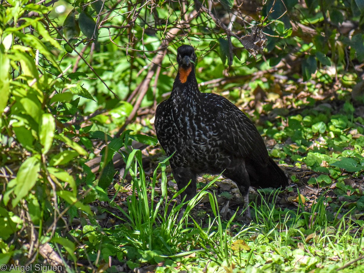 Dusky-legged Guan - ML624572086