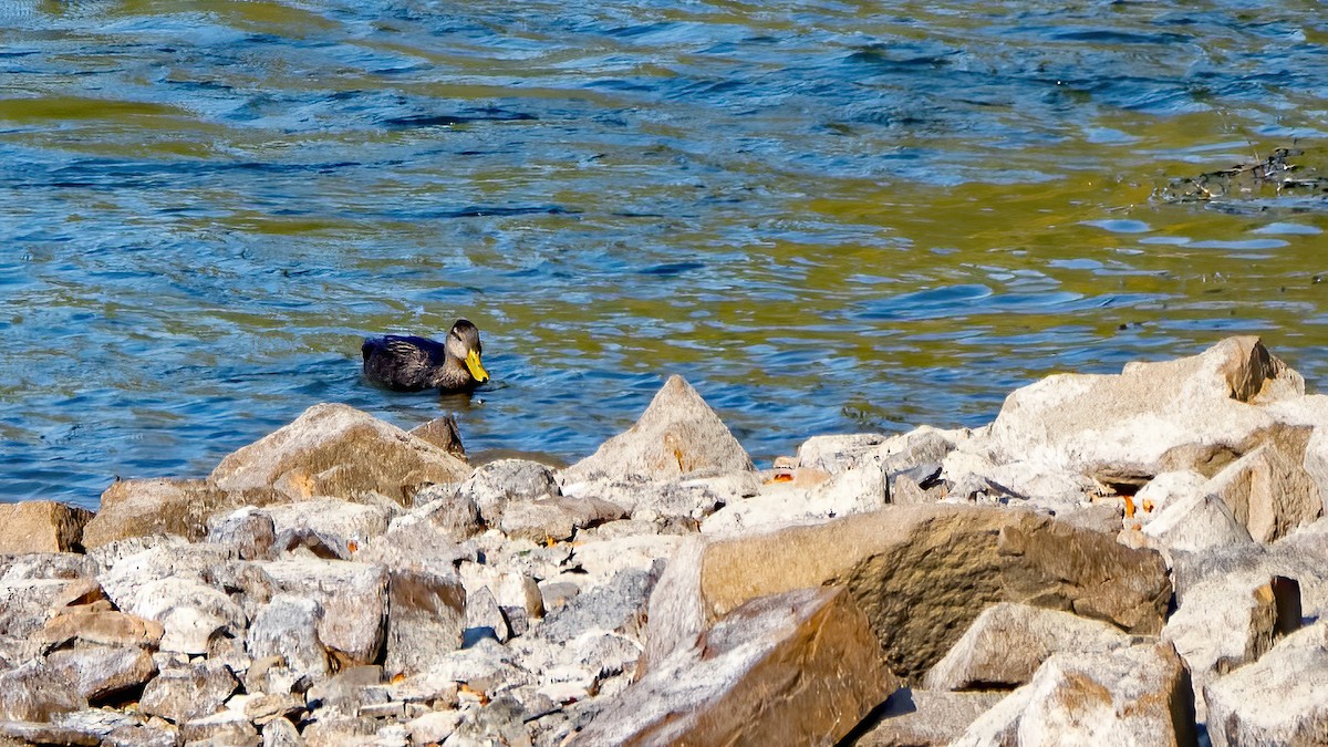 American Black Duck - ML624572087