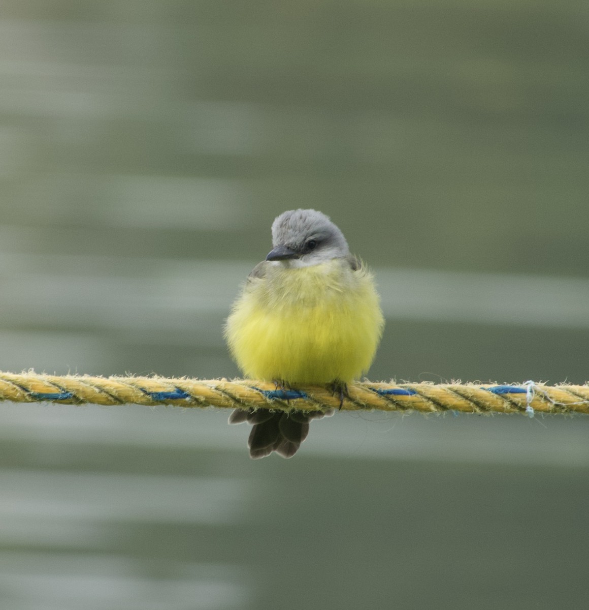 Tropical Kingbird - ML624572089