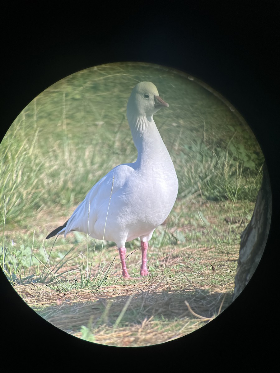 Ross's Goose - ML624572091