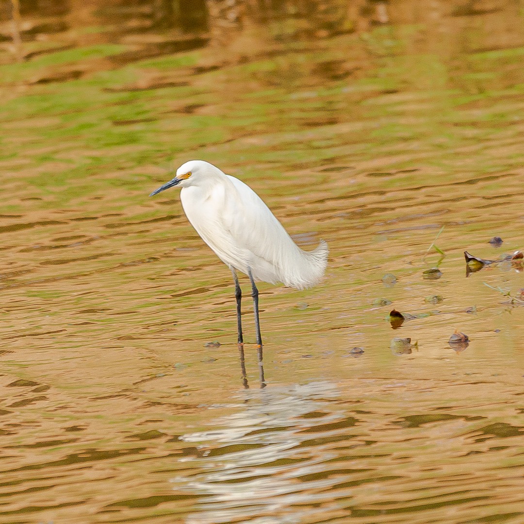 Snowy Egret - ML624572092