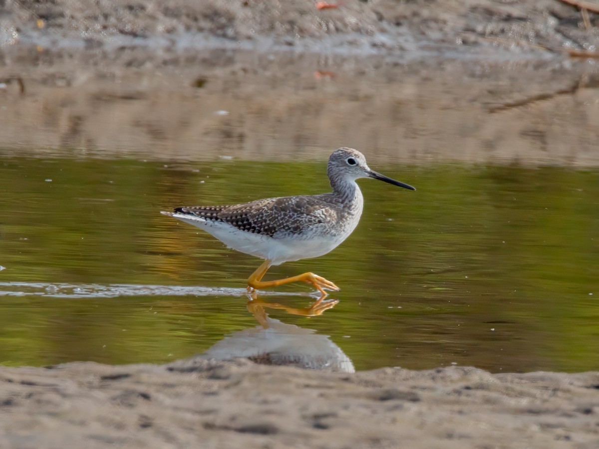 Greater Yellowlegs - ML624572094