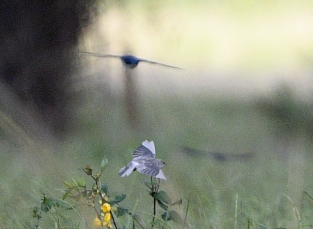 Tree Swallow - ML624572095