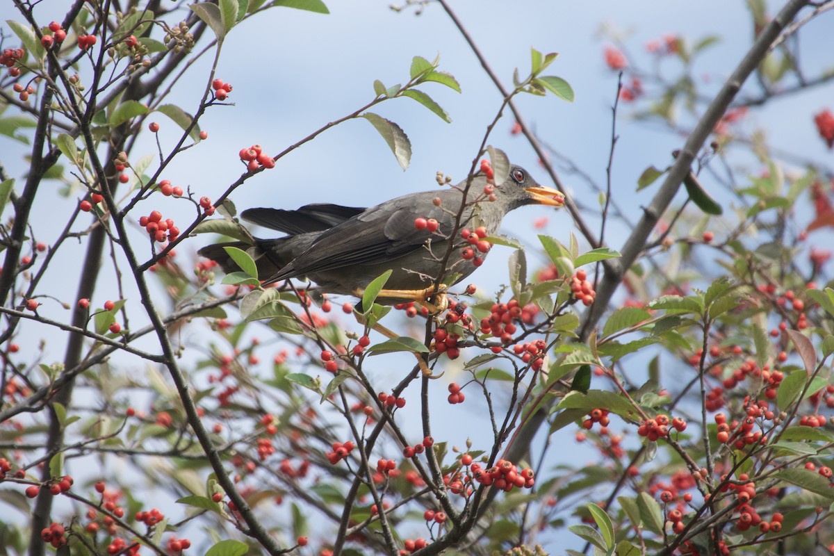 Great Thrush - ML624572099