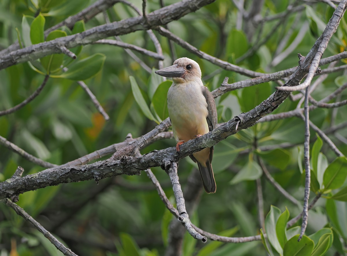 Great-billed Kingfisher - ML624572101